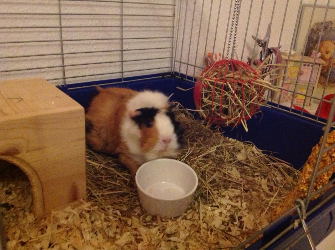 Marsvin Futte<3 billede 11