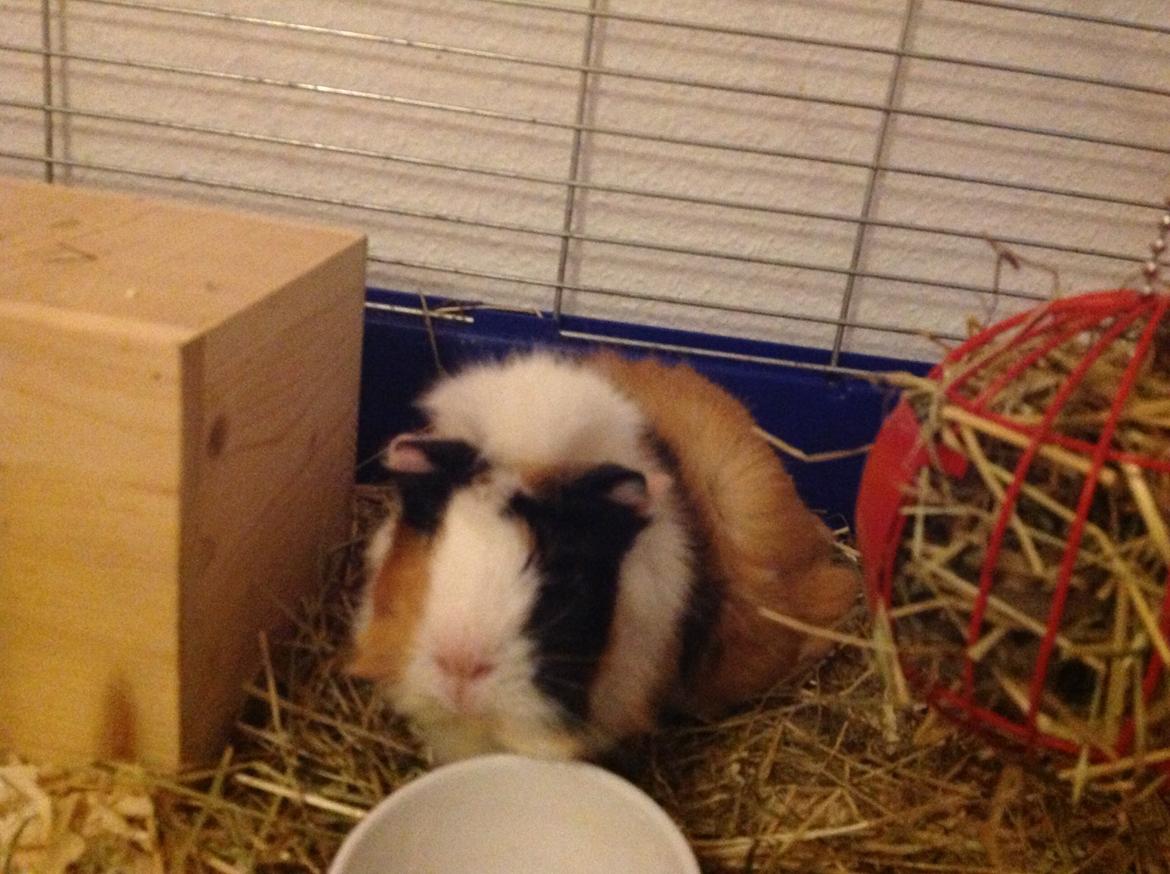 Marsvin Futte<3 billede 12