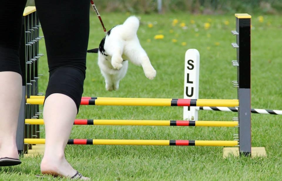 Kanin - Sunsides Silent Power - Foto: Camilla Kirk/Klundtes billede 15