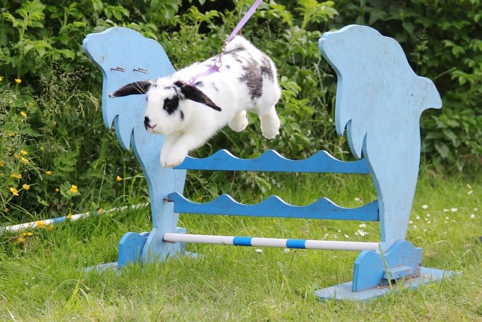 Kanin - Sunsides Silent Power - Foto: Frederikke Christiansen/Stald Eskir billede 1