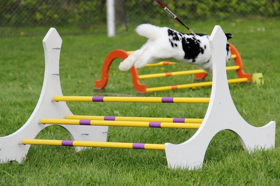 Kanin - Sunsides Silent Power - Foto: Camilla Kirk/Klundtes billede 6