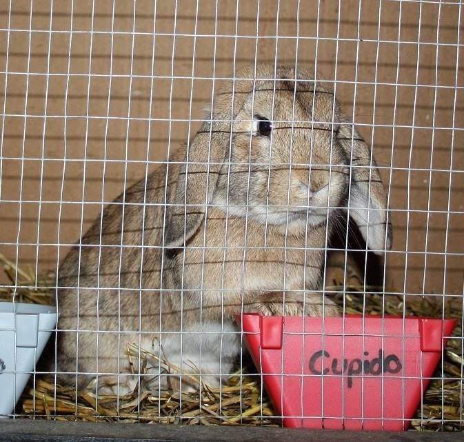 Kanin Askelunds Aius Cupido billede 7