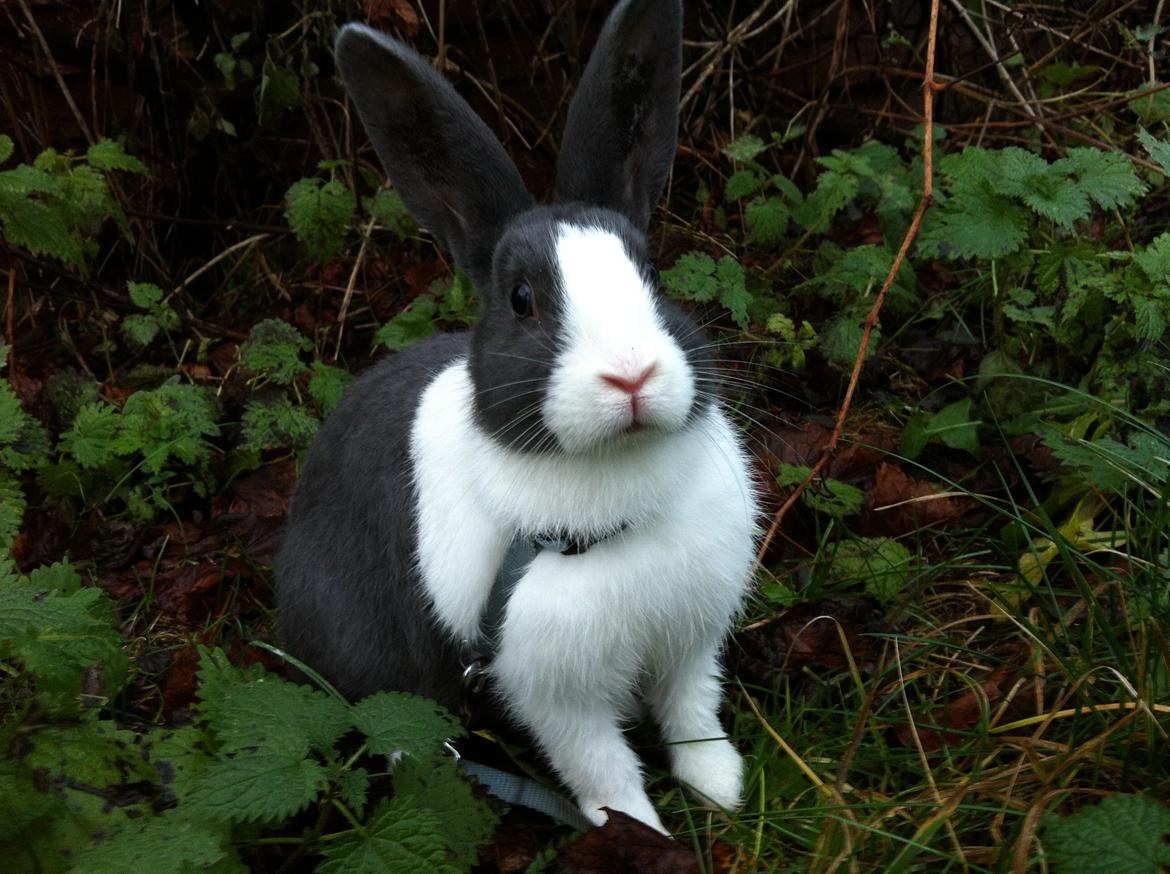 Kanin harbo´s Jolly-Cola | hollænder billede 1