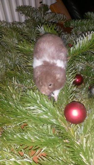 Hamster Tusse´s Maracuja billede 2