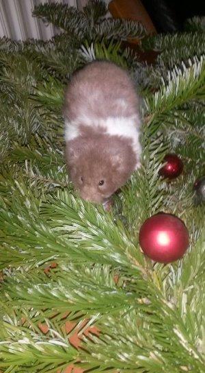 Hamster Tusse´s Maracuja billede 3