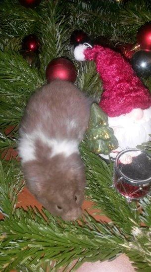 Hamster Tusse´s Maracuja billede 1