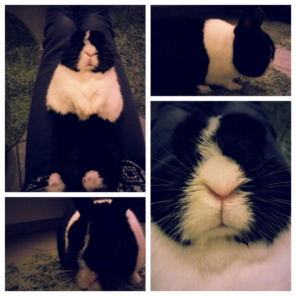 Kanin † Stampe † R.I.P Min prins - <3 Stampemus <3 billede 6