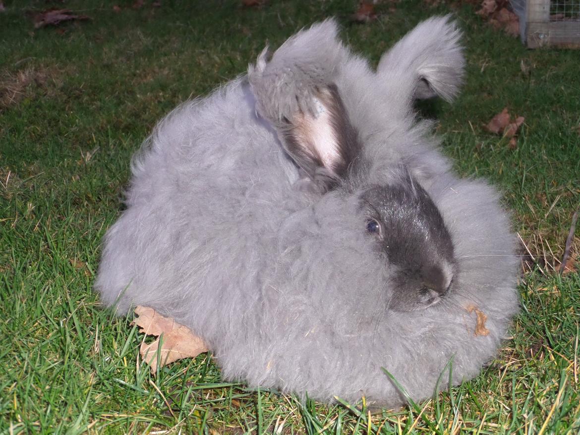 Kanin Naomi <3 (Angora) - Naomi i fuld pels dragt <3 29 dec 2013 billede 13