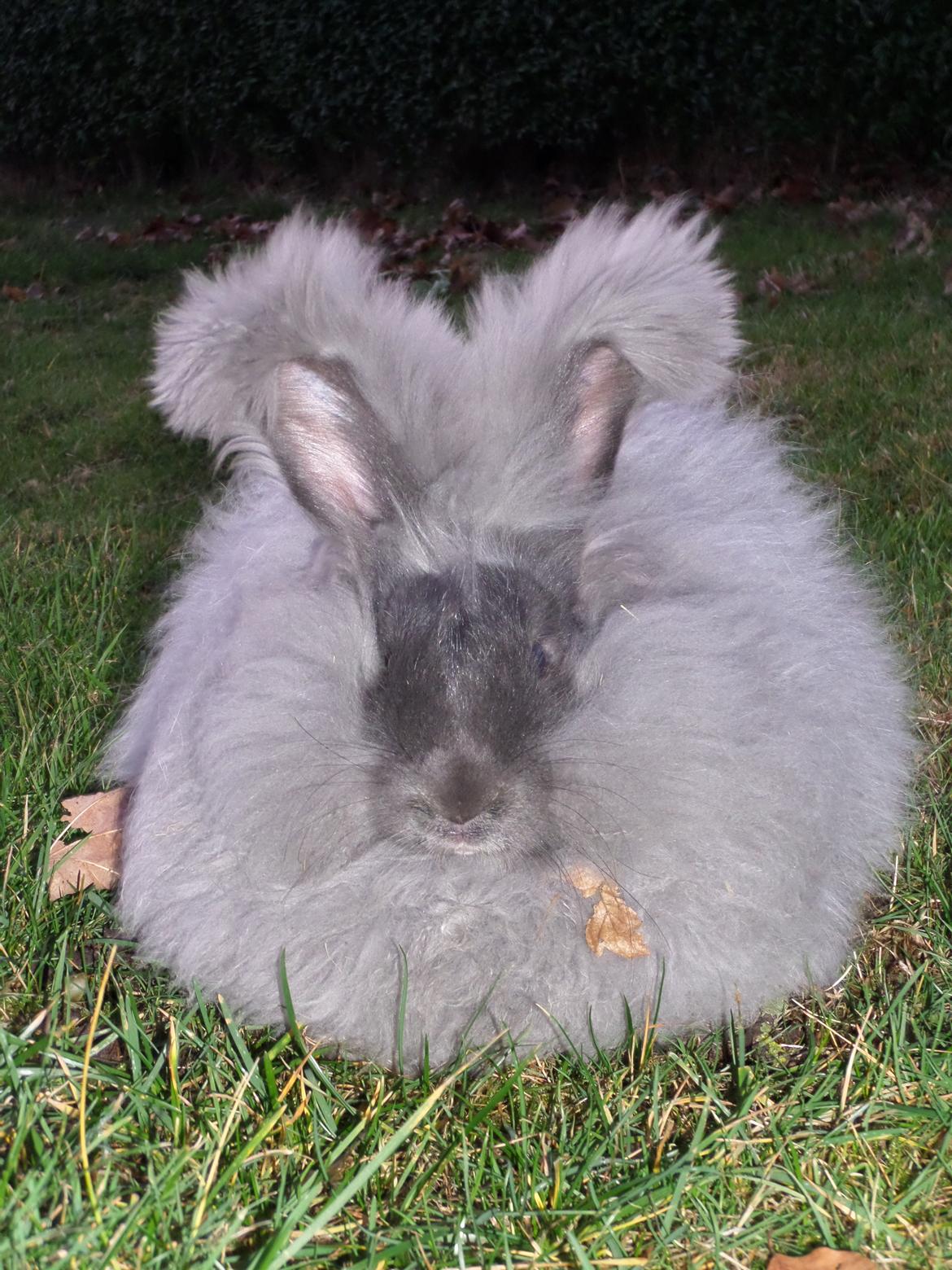 Kanin Naomi <3 (Angora) - Min smukke prinsesse. dec 2013 billede 2