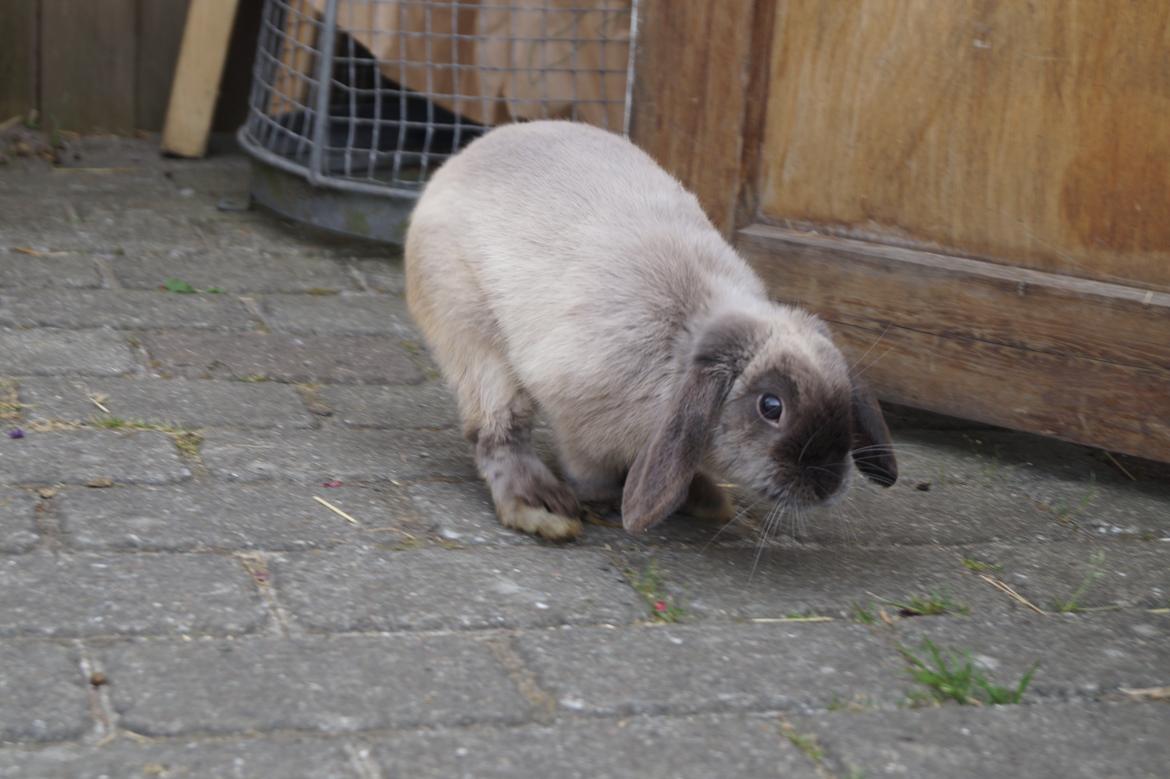 Kanin Jonas billede 4