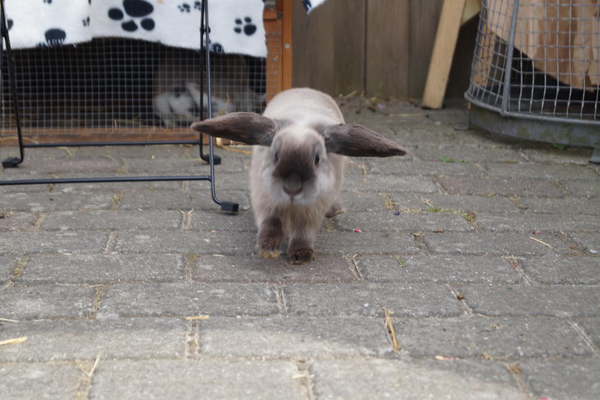 Kanin Jonas billede 5