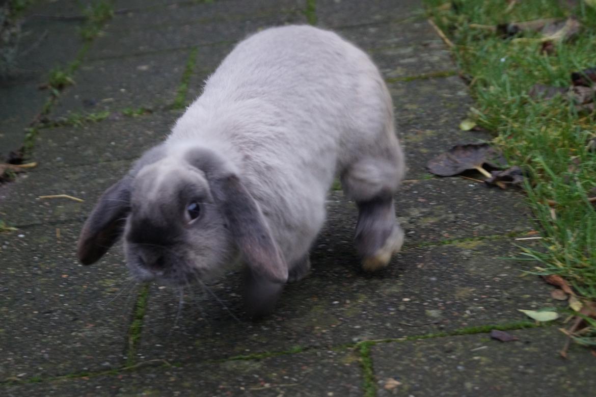 Kanin Jonas billede 6