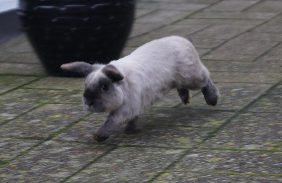Kanin Jonas billede 7