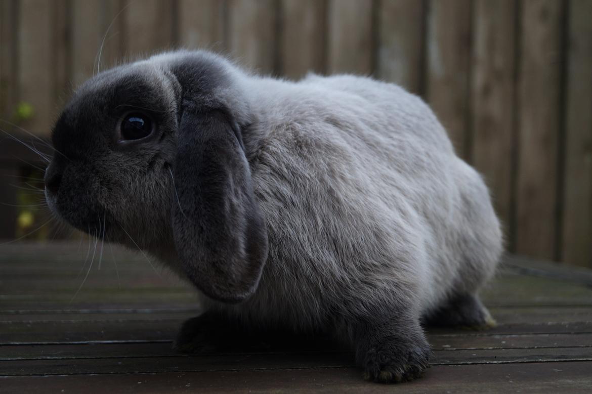 Kanin Jonas billede 8