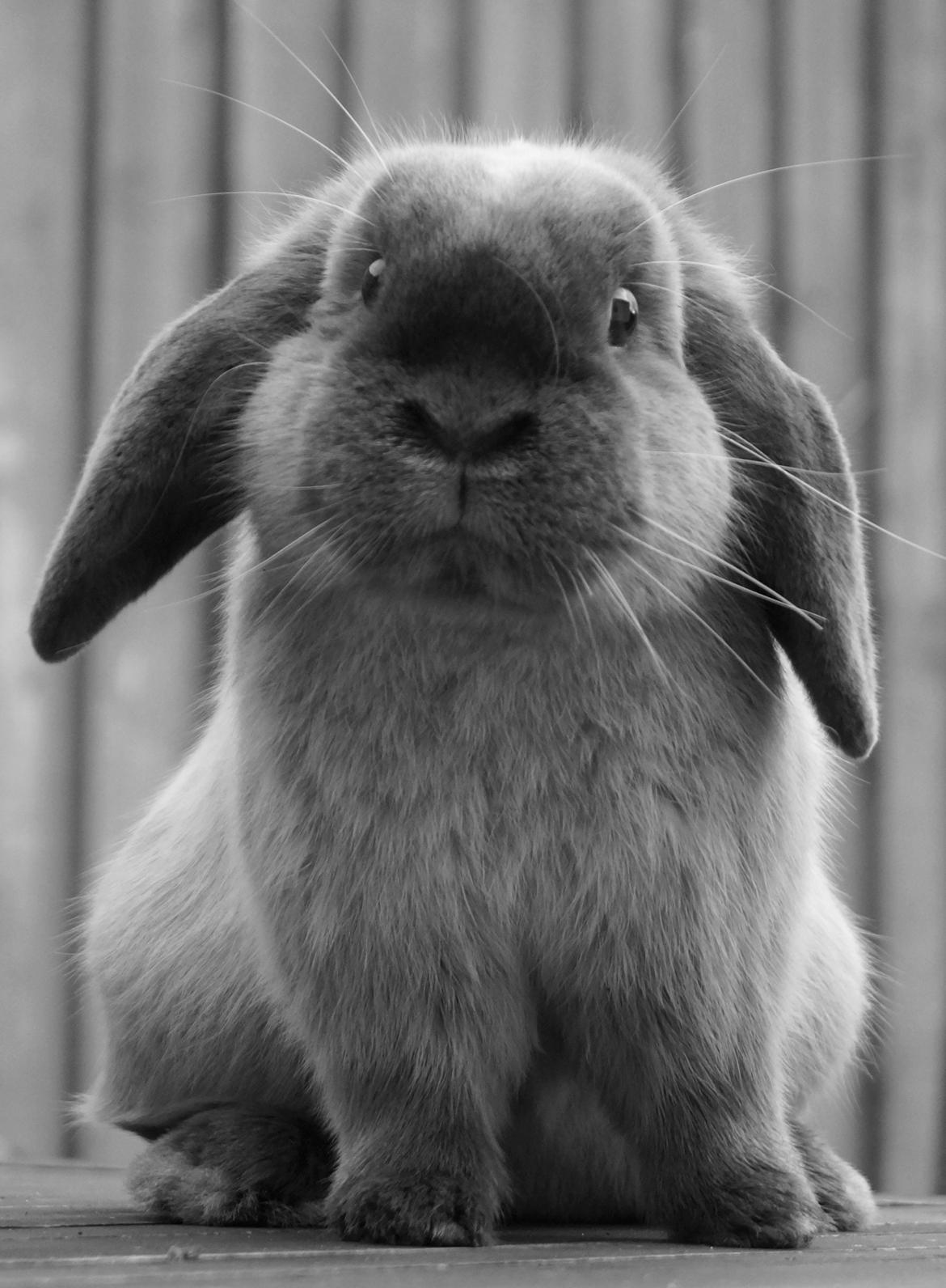 Kanin Jonas billede 1