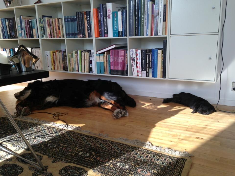 Kanin Ganti billede 1