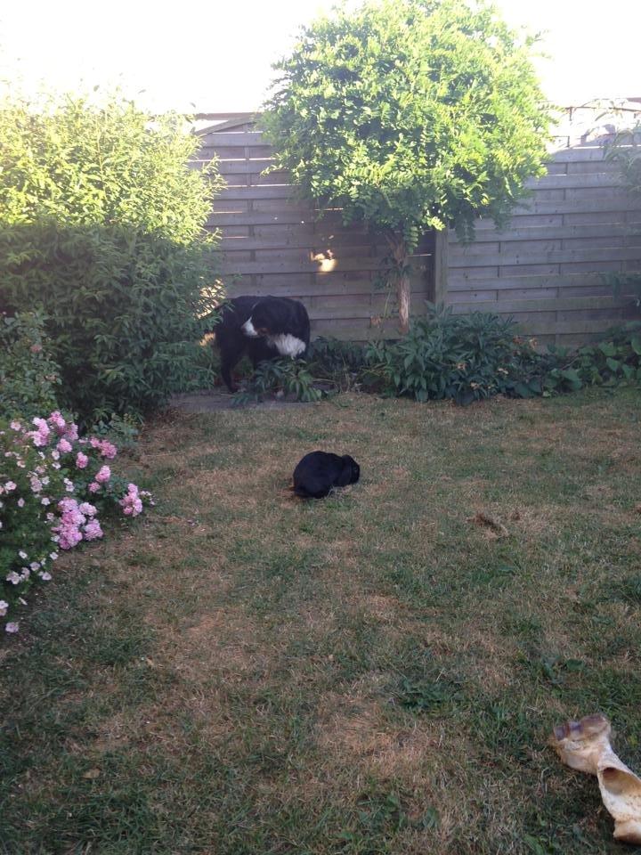 Kanin Ganti billede 2