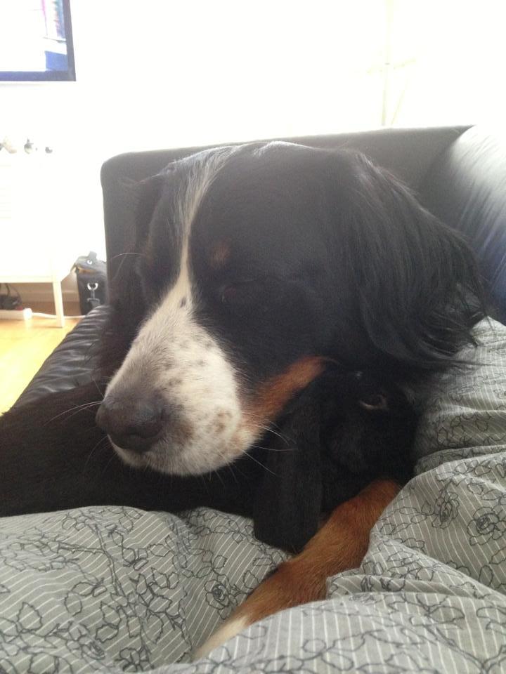 Kanin Ganti billede 3