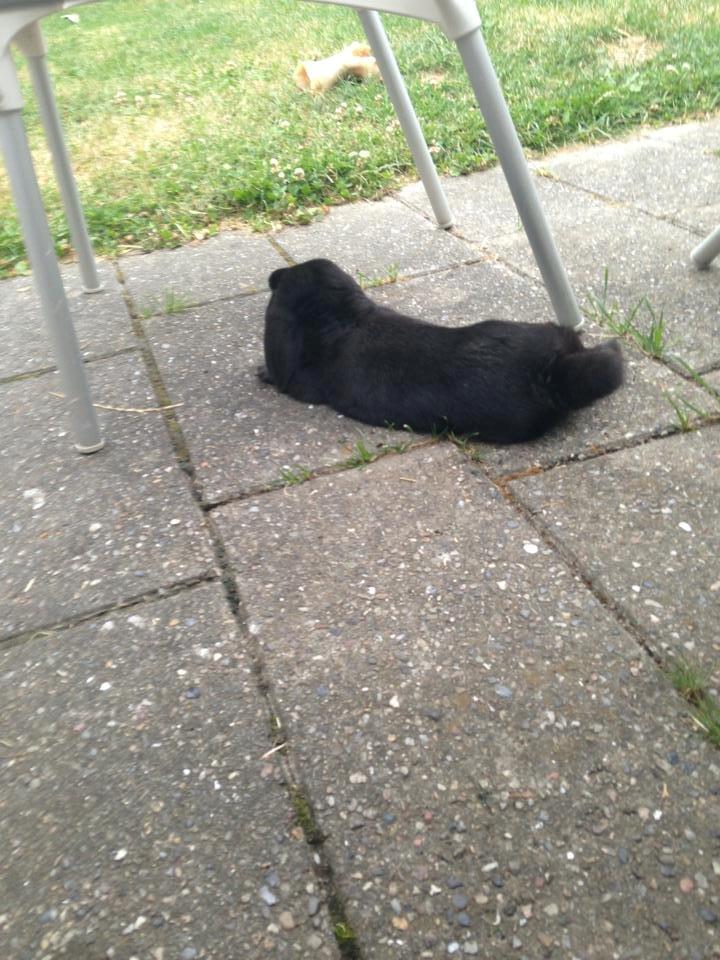 Kanin Ganti billede 5