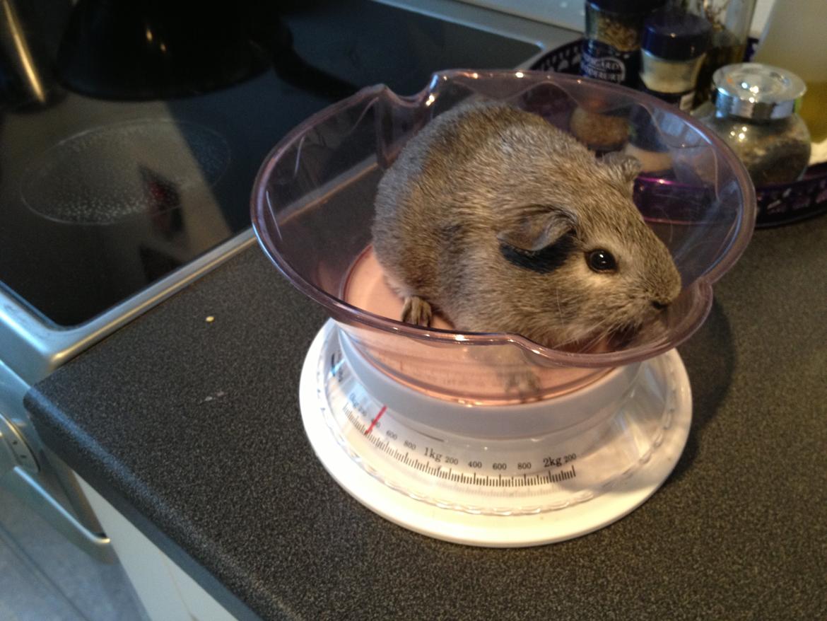 Marsvin Pippin billede 1