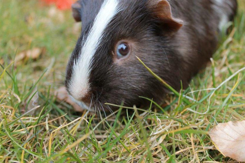 Marsvin Bobel billede 2