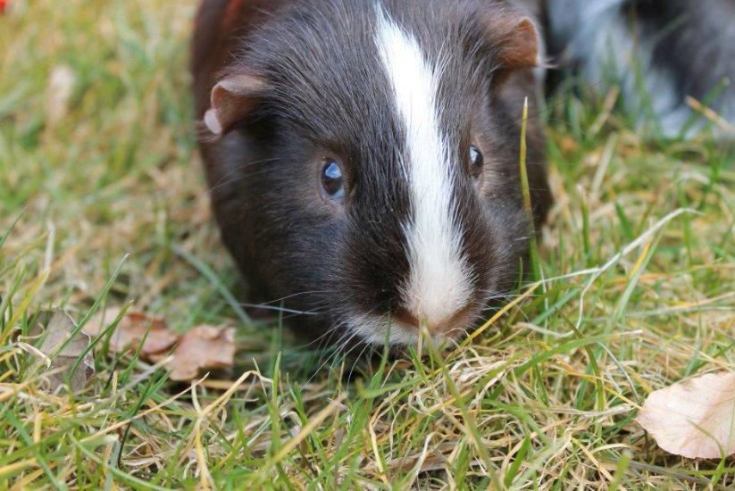 Marsvin Bobel billede 3