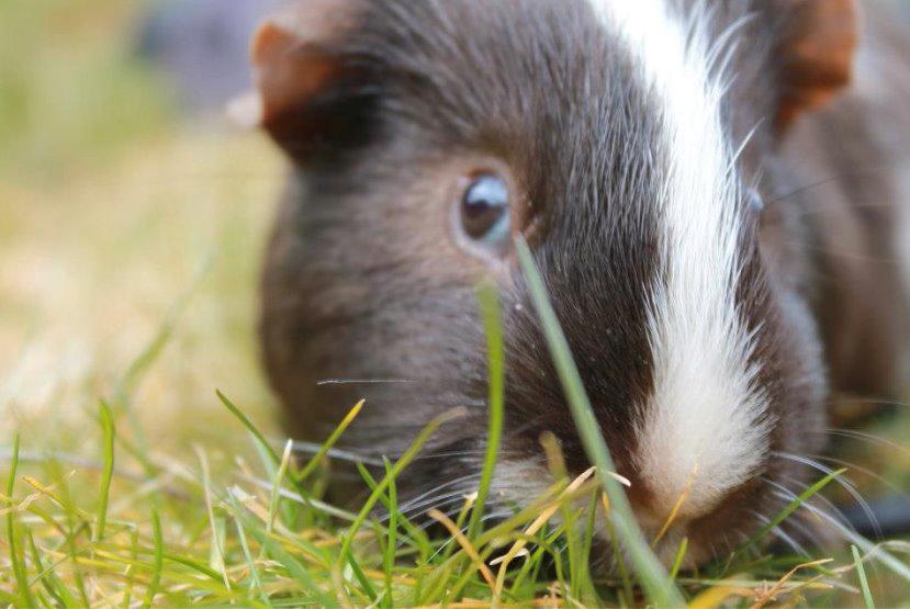 Marsvin Bobel billede 4