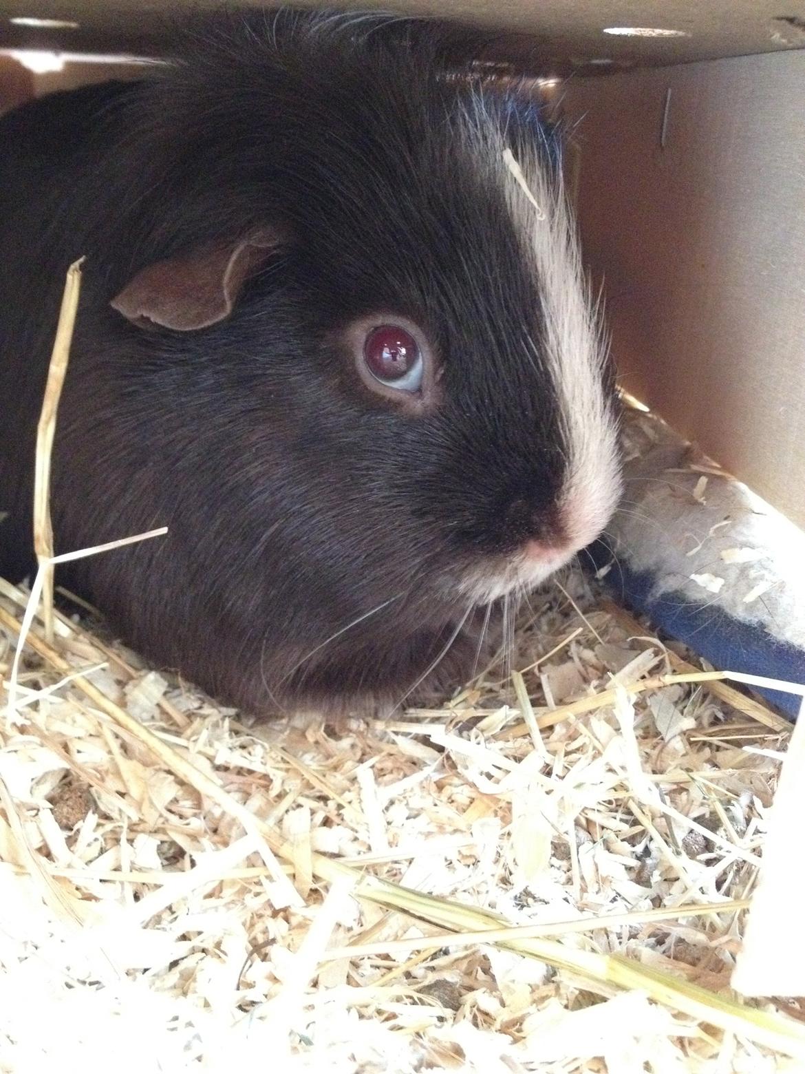 Marsvin Bobel billede 5