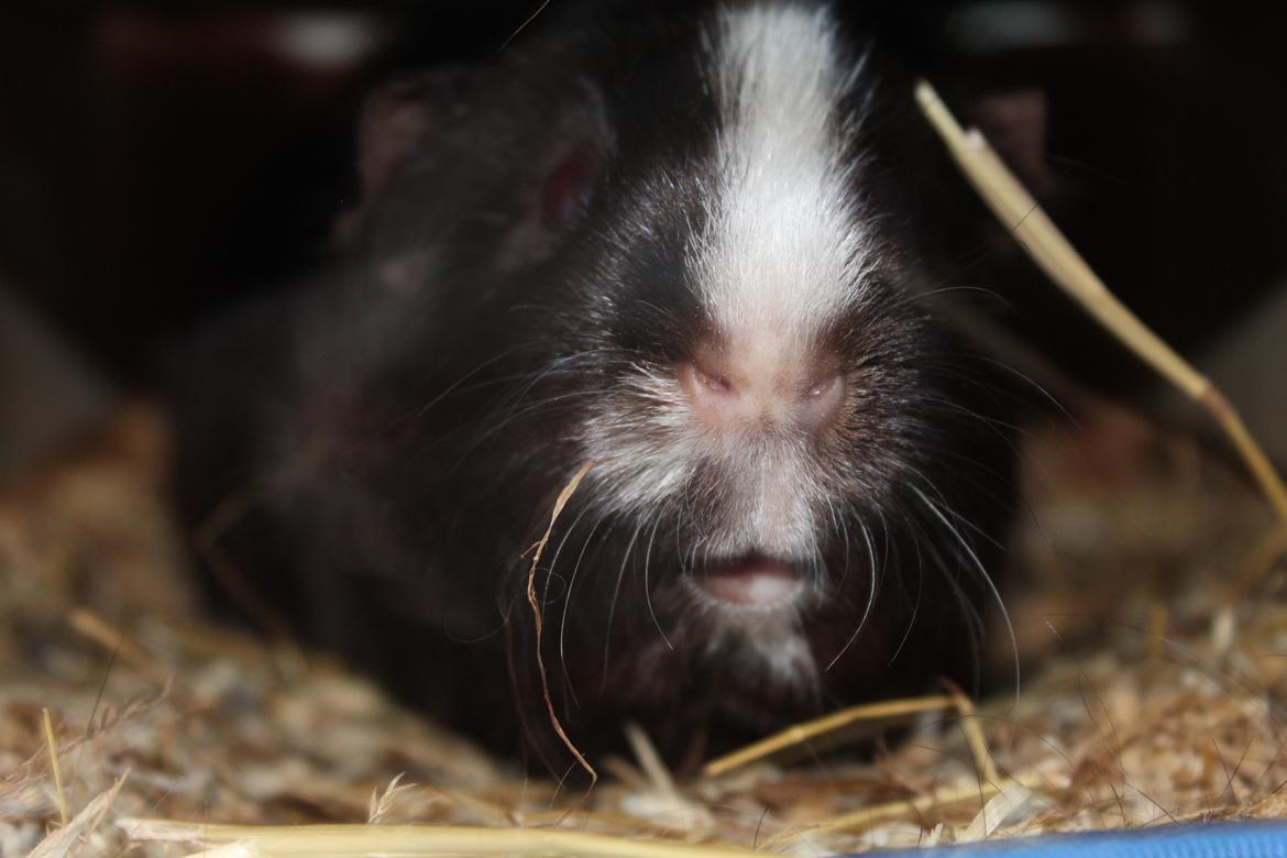 Marsvin Bobel billede 6