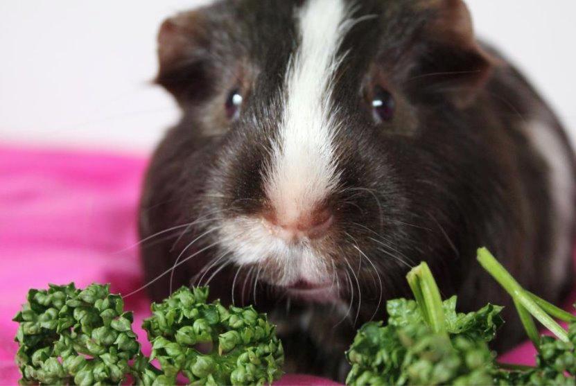 Marsvin Bobel billede 1