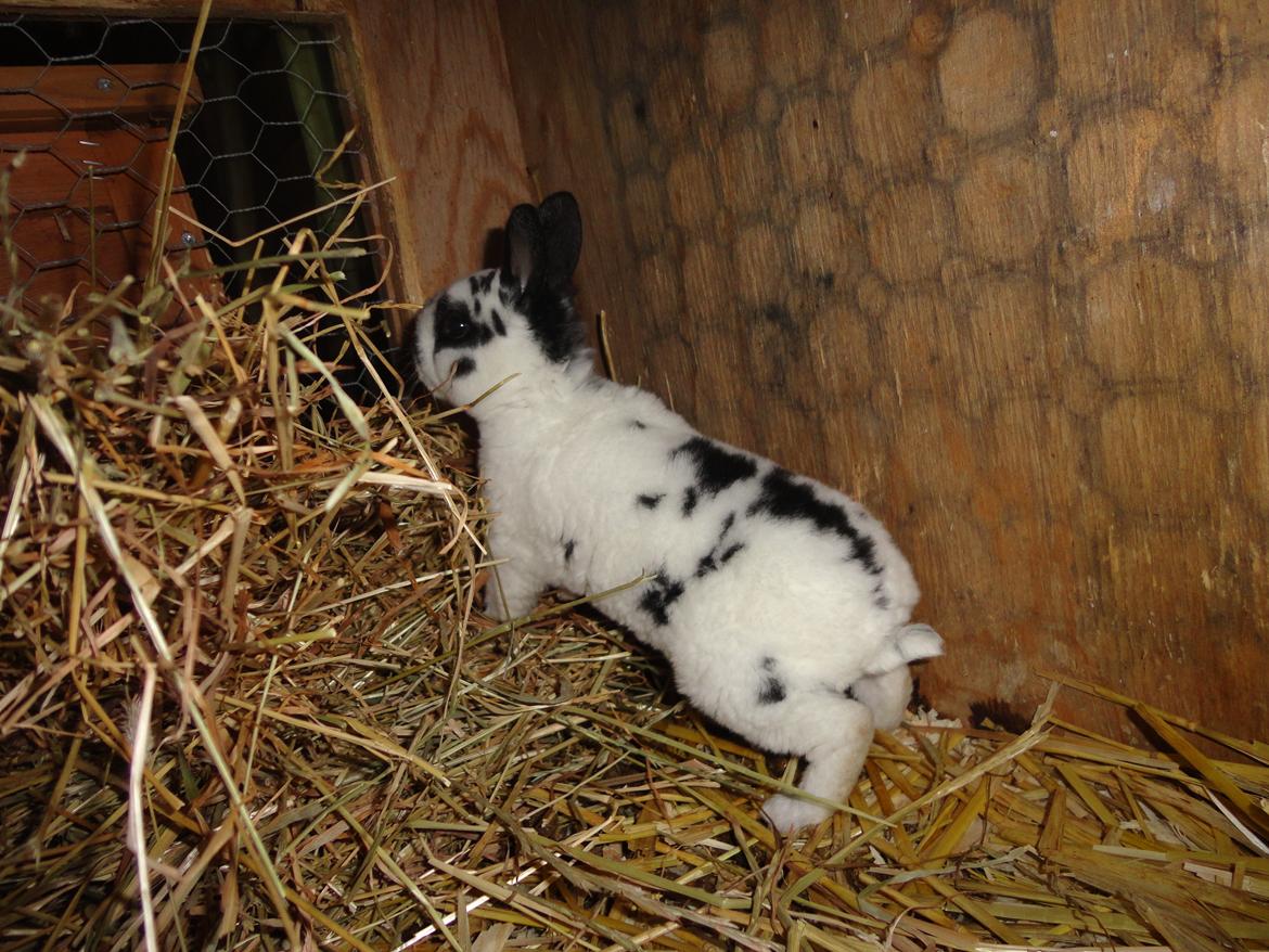 Kanin StaldNords Saseline billede 4