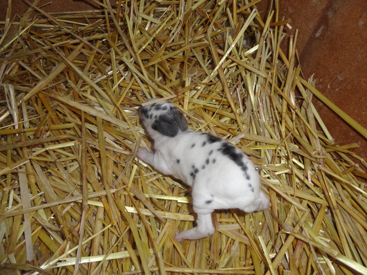 Kanin StaldNords Saseline billede 17