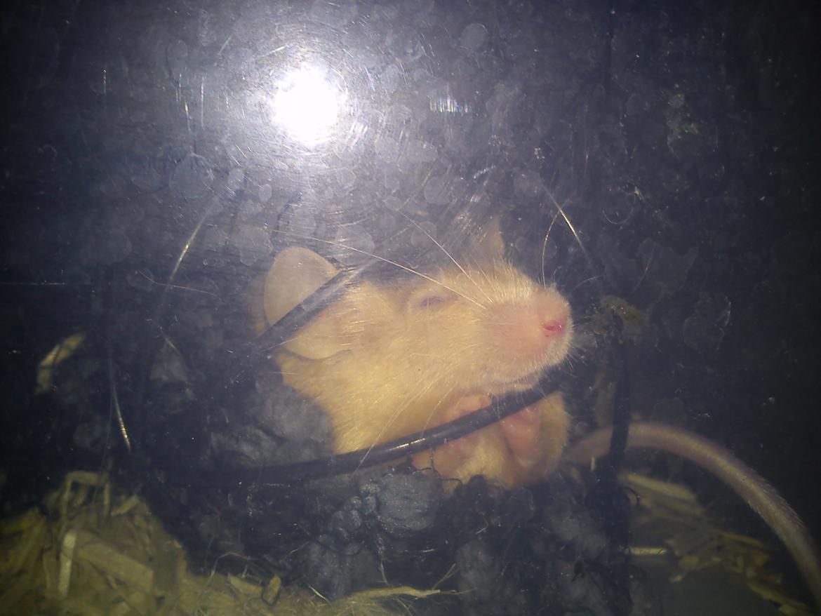 Mus Kamisama - Sååå træææt billede 19