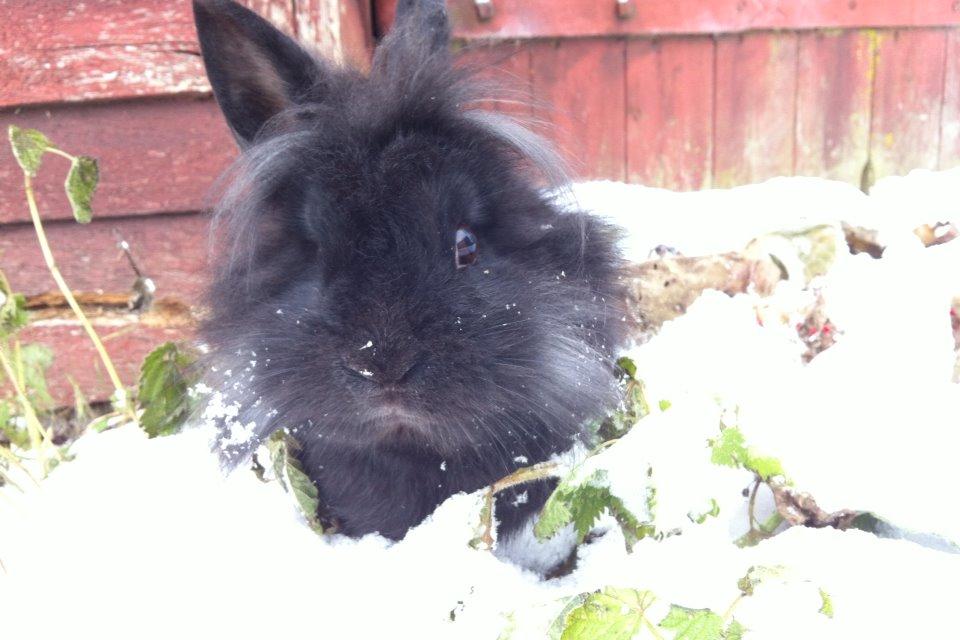 Kanin zeva | Blanding billede 1