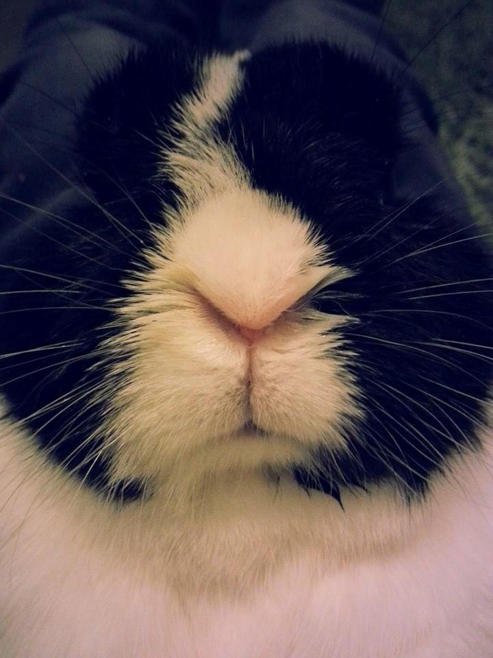 Kanin † Stampe † R.I.P Min prins billede 8