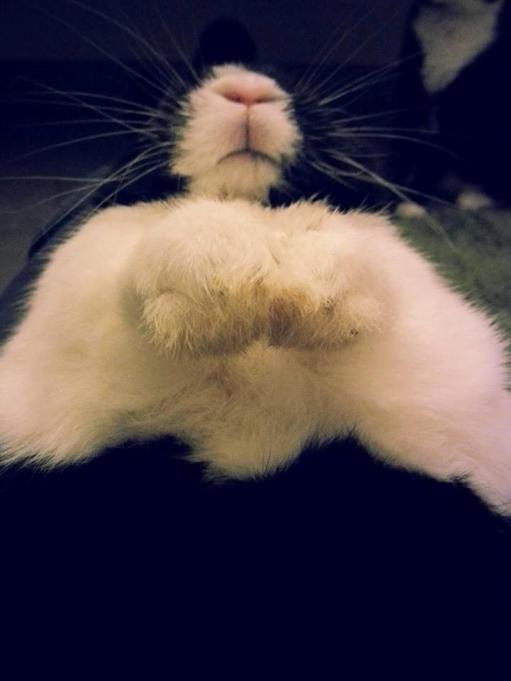 Kanin † Stampe † R.I.P Min prins billede 9