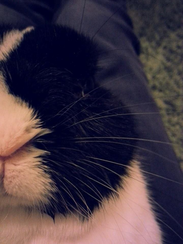 Kanin † Stampe † R.I.P Min prins billede 10