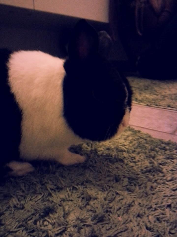 Kanin † Stampe † R.I.P Min prins billede 11