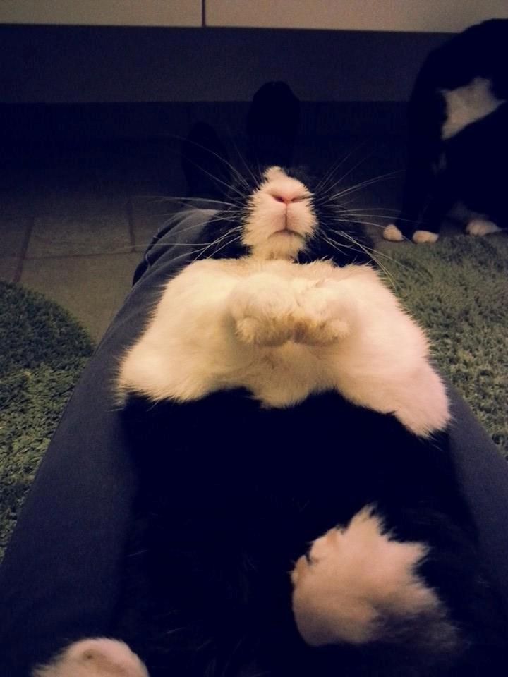 Kanin † Stampe † R.I.P Min prins billede 12