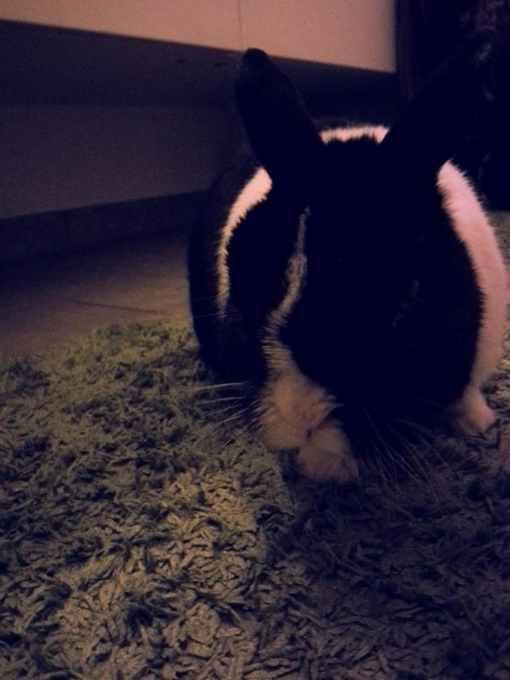 Kanin † Stampe † R.I.P Min prins billede 13