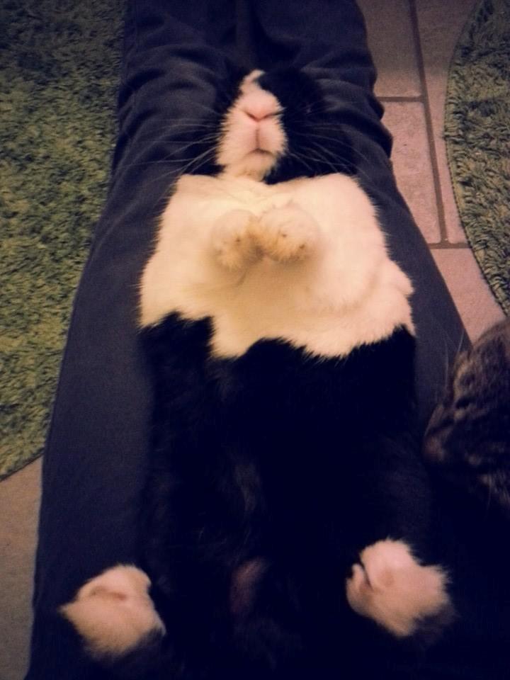 Kanin † Stampe † R.I.P Min prins billede 14