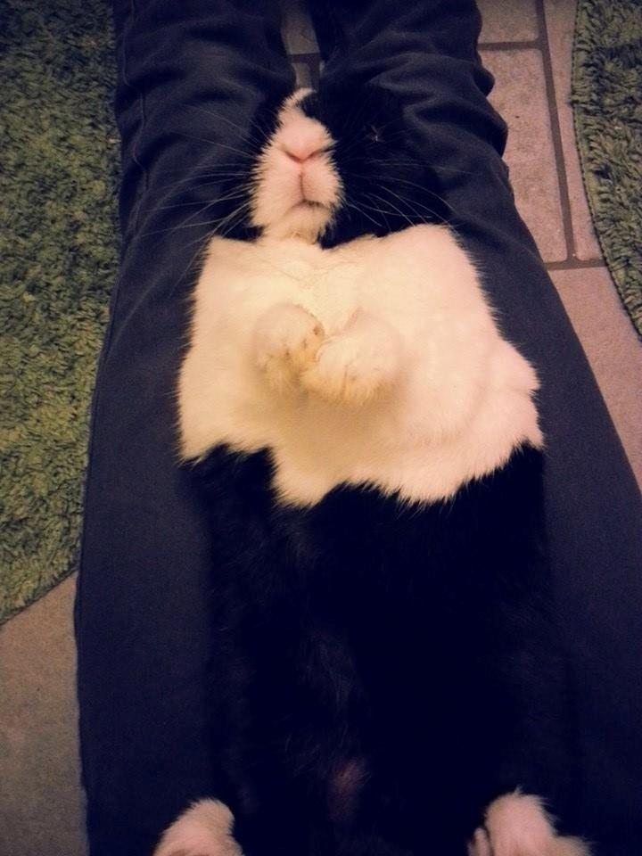 Kanin † Stampe † R.I.P Min prins billede 15