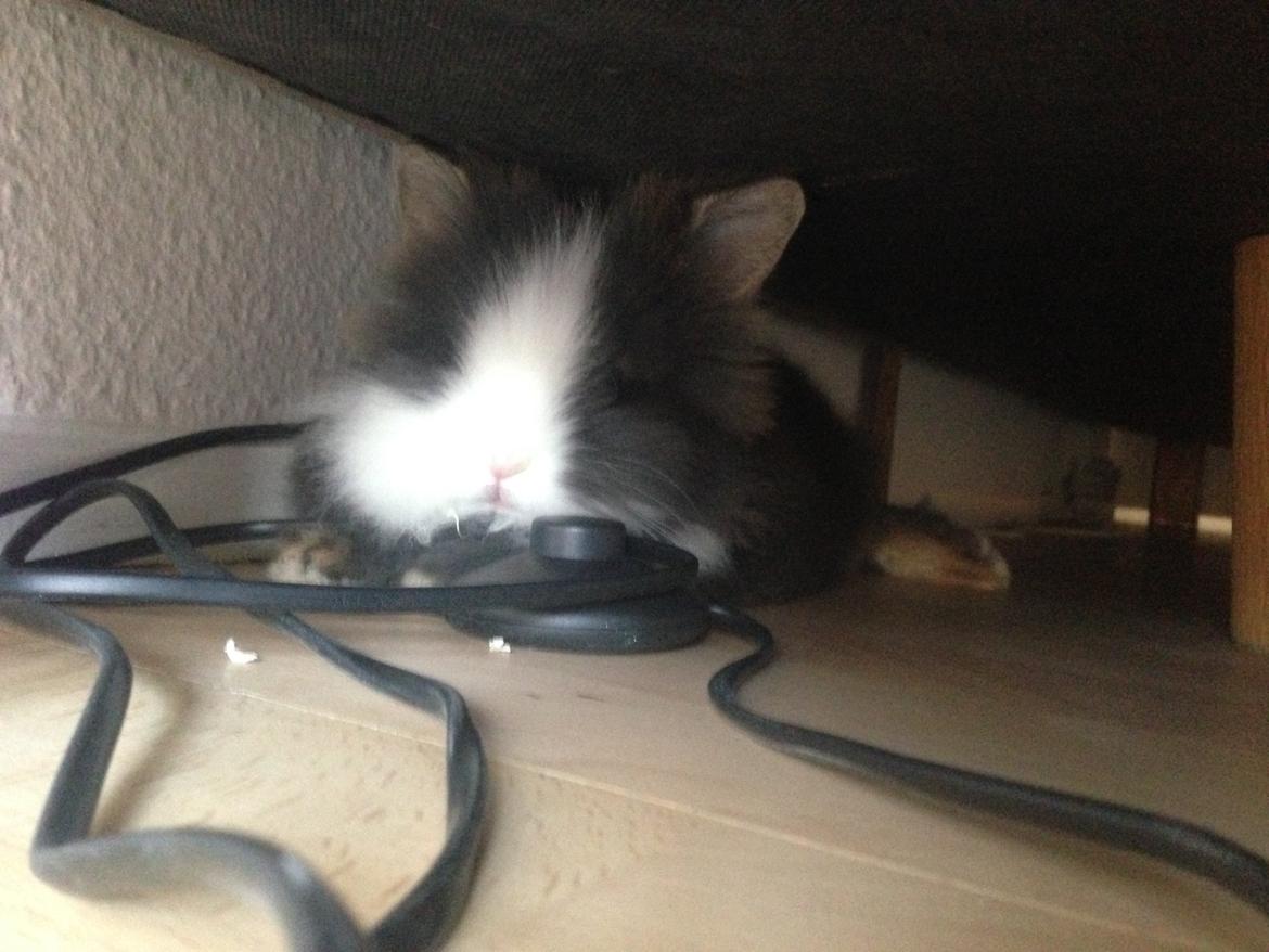 Kanin Noah - Hans yndlingssted i stuen, under sofaen, hvor ingen kan fange ham! billede 12