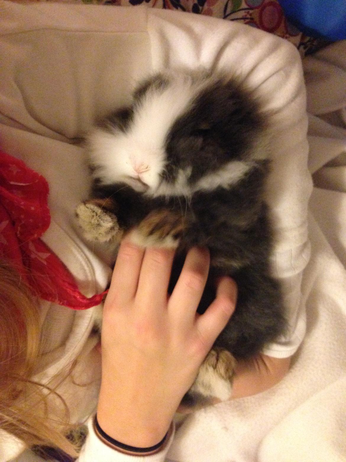 Kanin Noah - Lille Noah-baby <3 billede 13