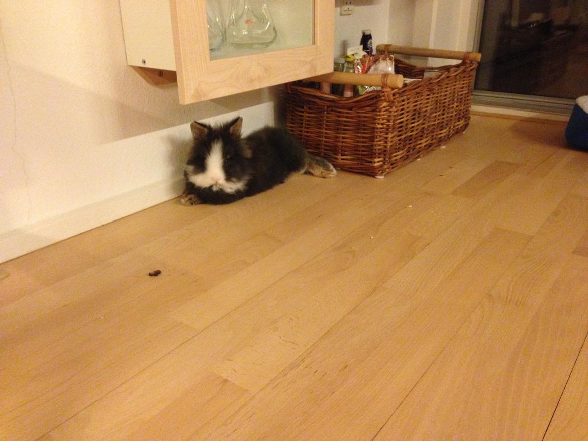 Kanin Noah - Yndlingsstedet i køkkenet, når der bliver lavet mad billede 14