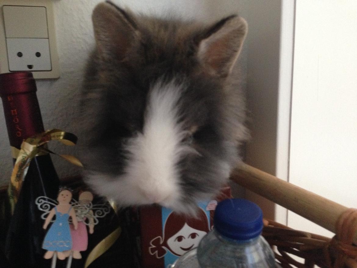 Kanin Noah - Trolden bestiger drikkevarer, her kakao... billede 15