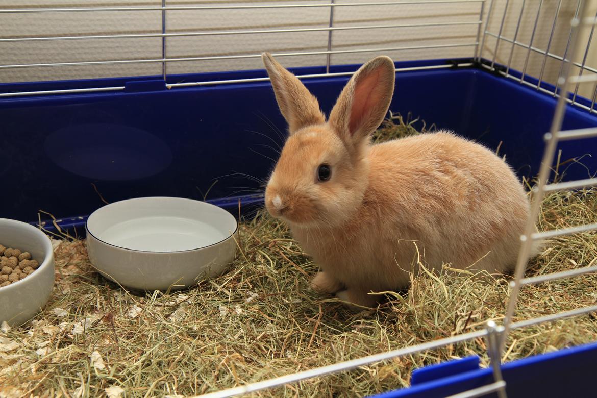 Kanin Mali billede 2