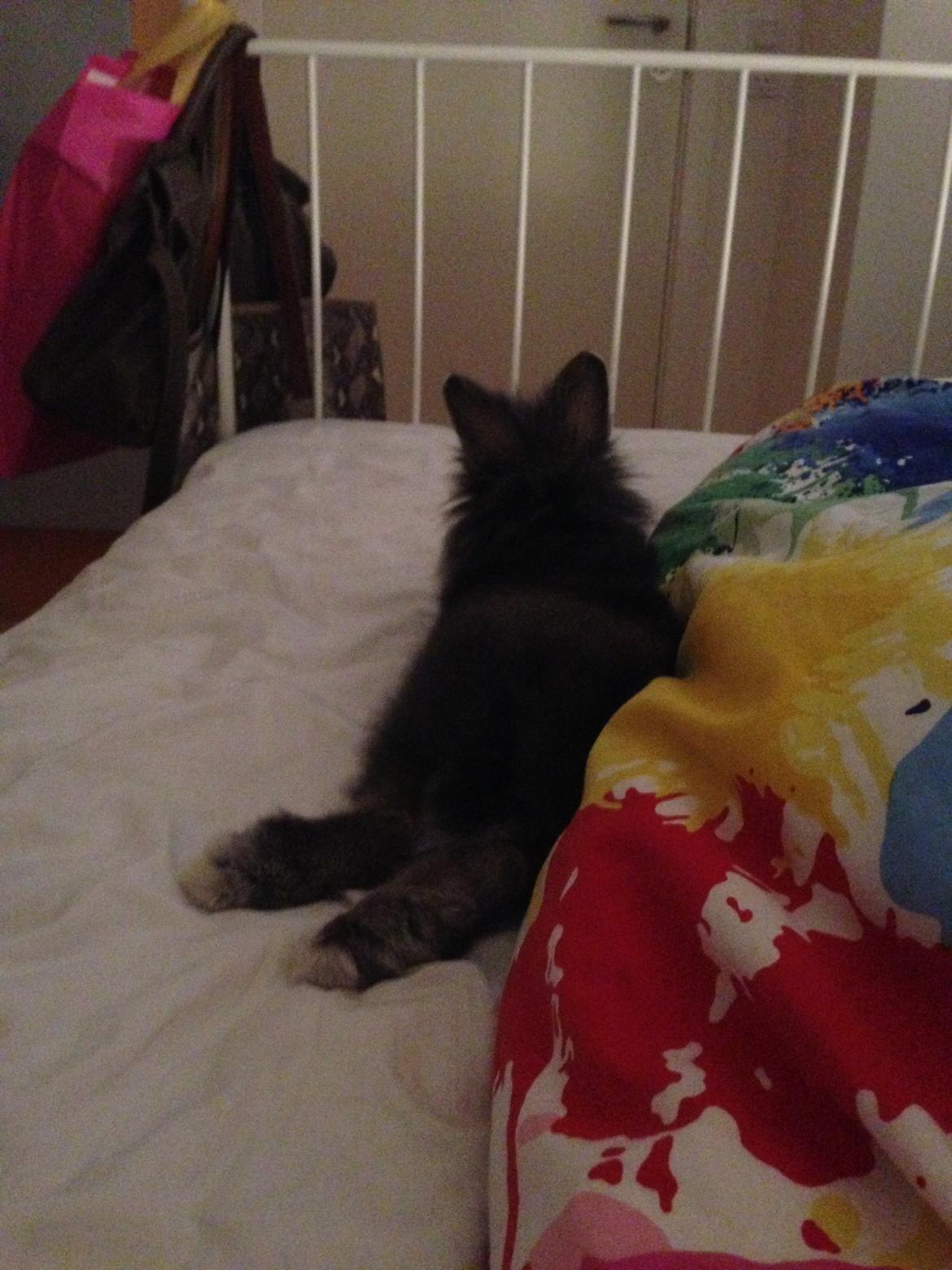 Kanin Noah - vi putter i min seng billede 16