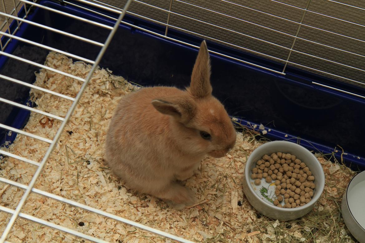 Kanin Mali billede 3