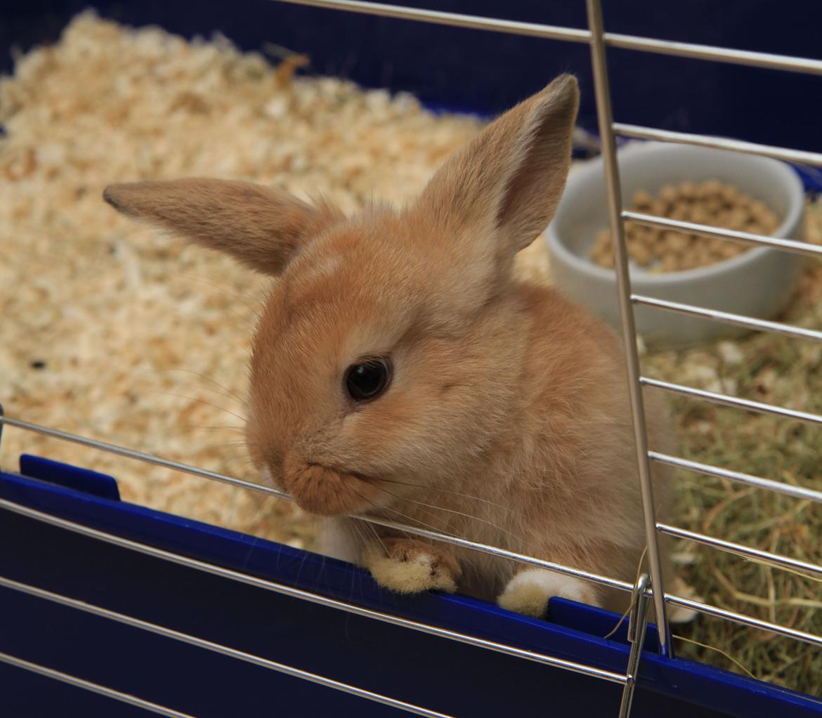 Kanin Mali billede 1